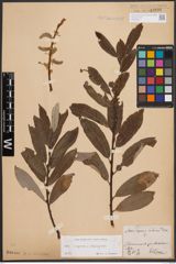 Foto von Salix caprea L. x Salix eleagnos Scop.